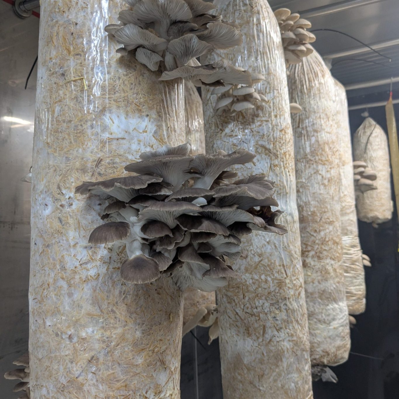 Grey oyster mushrooms growing from substrate blocks