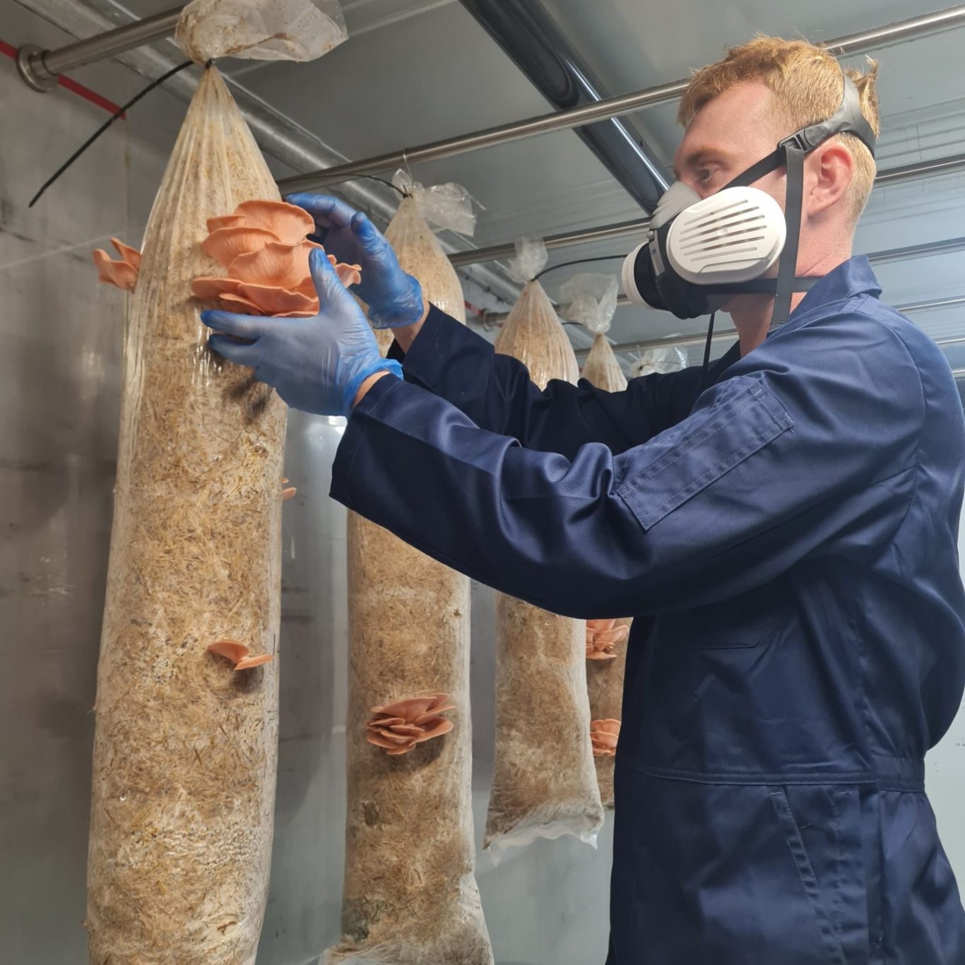 Harvesting oyster mushrooms by hand inside the farm