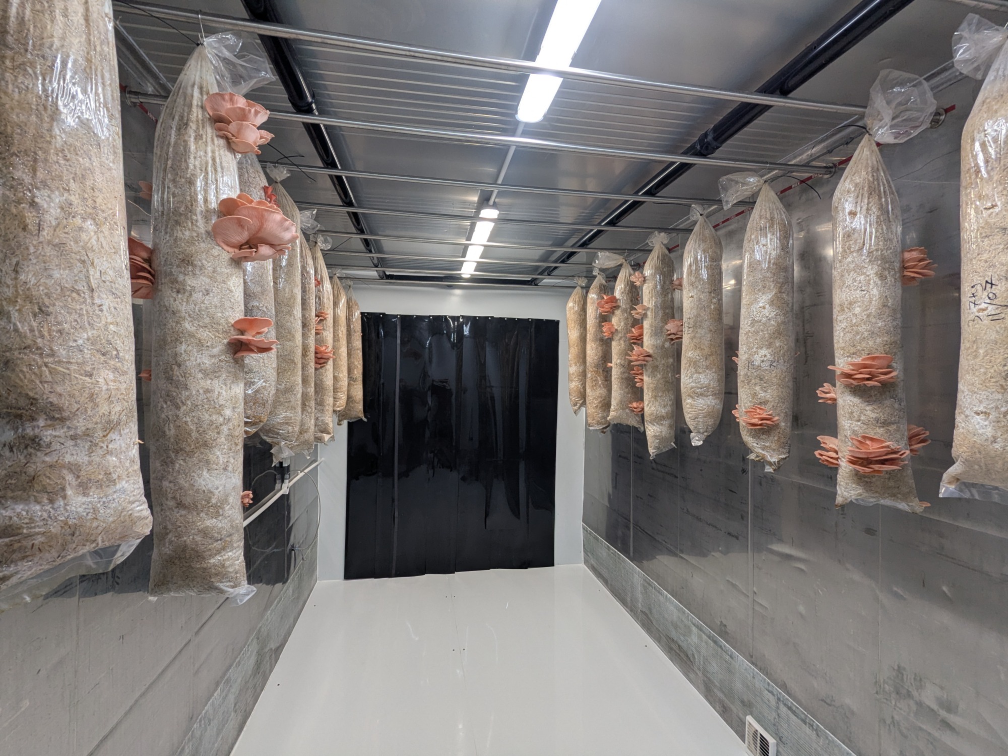 Pink oyster mushrooms growing inside The Good Spore farm