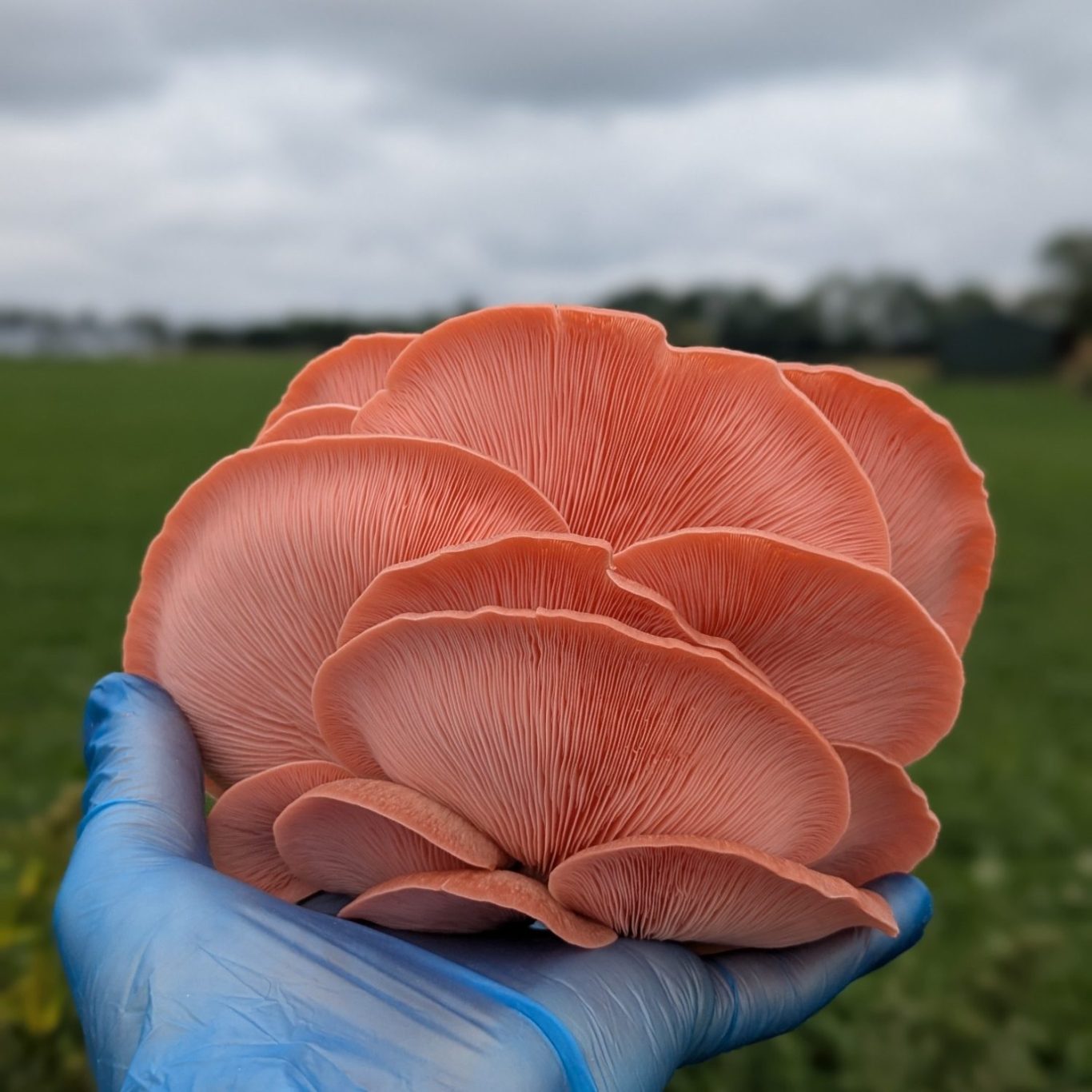 Fresh pink oyster mushrooms held outdoors